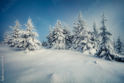 Spectacular morning view of mountain forest. Stunning outdoor scene with fir trees covered of fresh snow. Beautiful winter landscape. Happy New Year celebration concept. © Andrew Mayovskyy