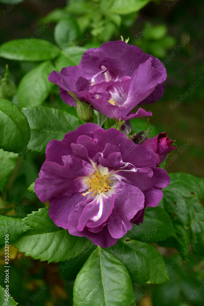 rose à fleurs violettes