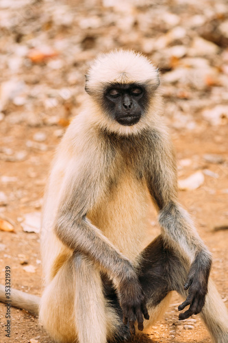 Goa  India. Gray Langur Monkey Sitting On Ground. Monkey With Closed Eyes Relax Sitting