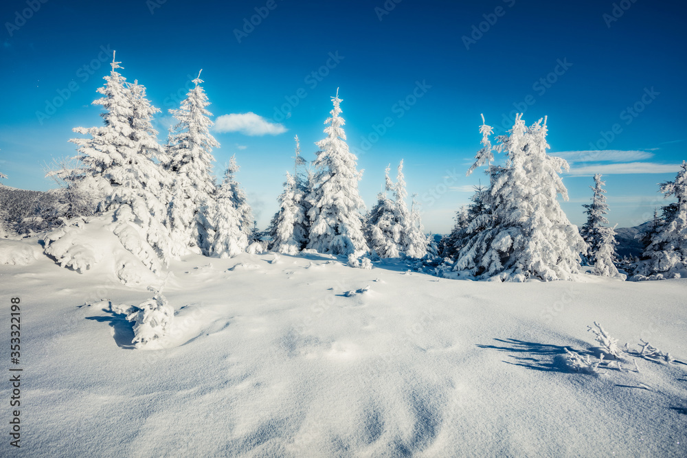 Sunny morning view of mountain forest. Bright outdoor scene with fir trees covered of fresh snow. Wonderful winter landscape. Happy New Year celebration concept.
