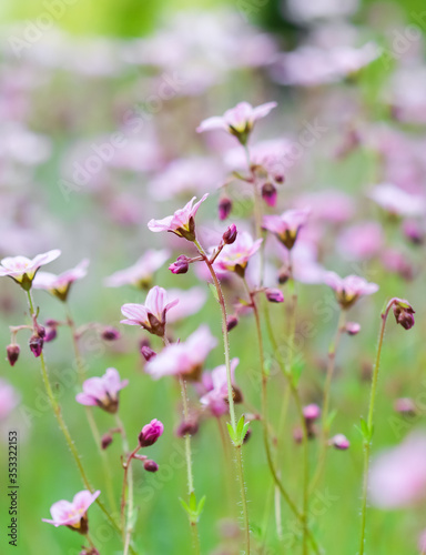Delicate white pink flowers of Saxifrage moss in spring garden