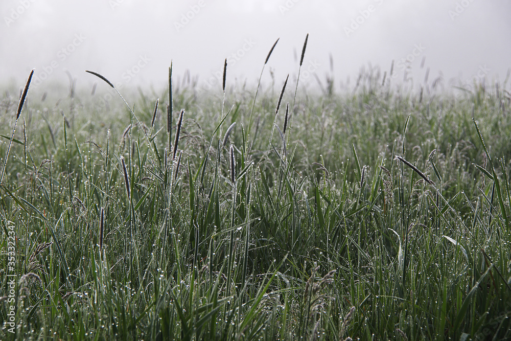 Fototapeta premium beautiful foggy early morning