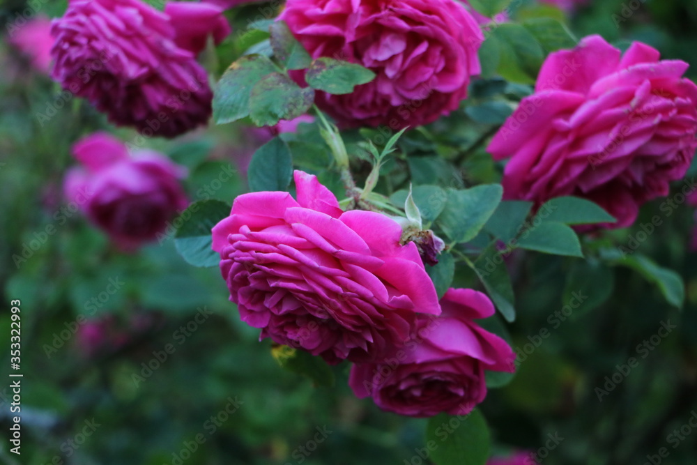 rosa Rosen und Rosenholz