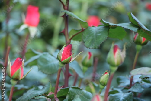 rote Rosen und Rosenholz