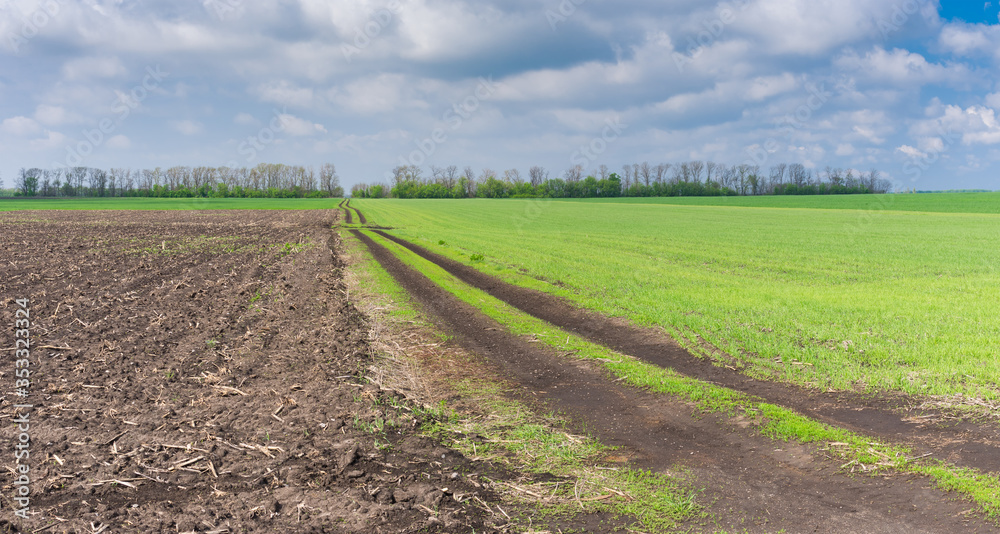 Agricultural panoramic landscape with an earth road between ploughed earth and field with winter crops at spring season in ukraine Agricultural panoramic landscape with an earth road between ploughed earth and field with winter crops at spring season in ukraine