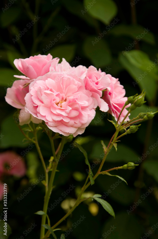 Photo of a garden flowers Photo of a garden flowers