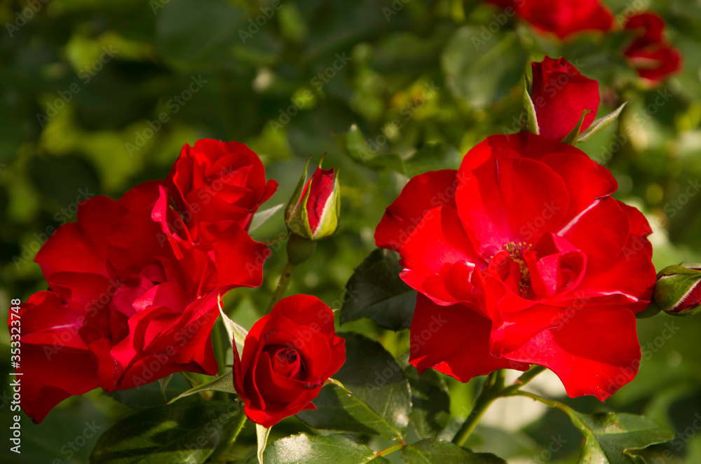 Photo of red roses