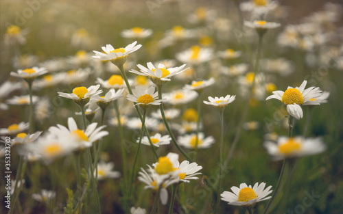 Blooming wild daisies in a sunny rustic meadow