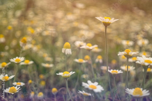 Blooming wild daisies in a sunny rustic meadow