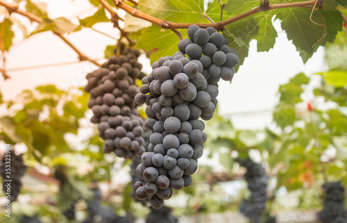 One Black Grape Bunch in Vineyard with Natural Light on Center Frame