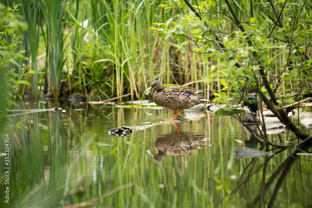 Wild duck in the thickets of a city park Wild duck in the thickets of a city park