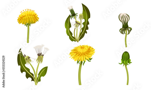 Dandelion Flower with Florets or Flower Heads and Lobed Leaves Vector Set