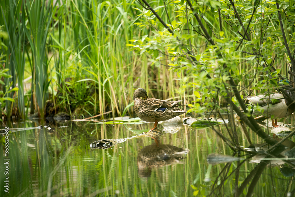 Wild duck in the thickets of a city park