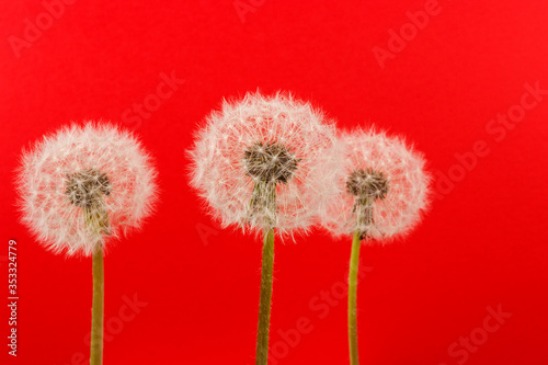 Dandelion flower heads. Macro photo.