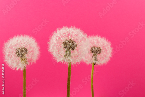 Bilde på lerret Dandelion flower heads. Macro photo.