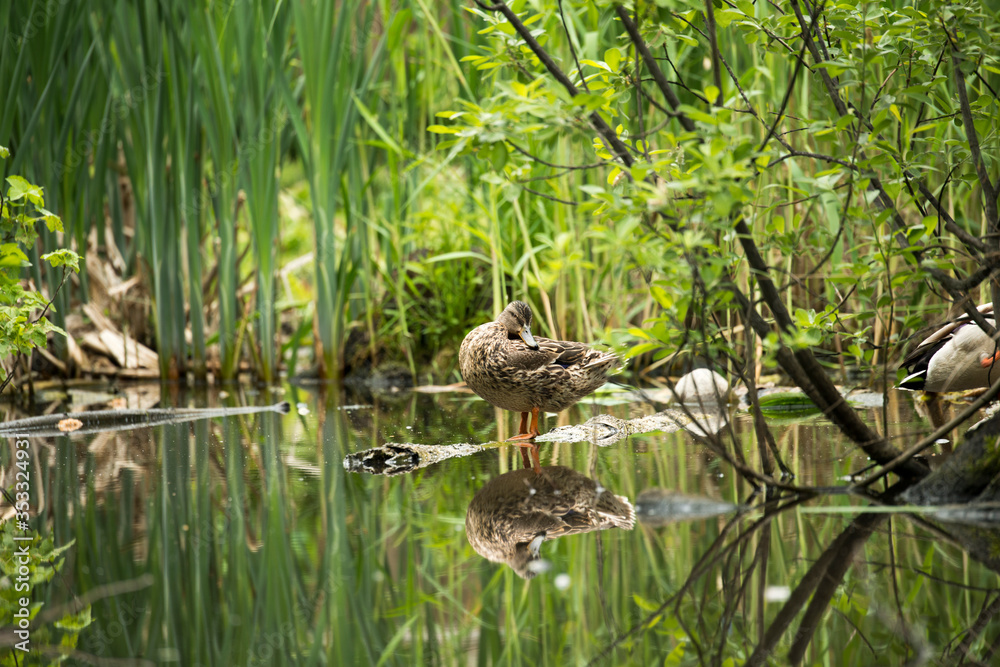 Obraz premium Wild duck in the thickets of a city park