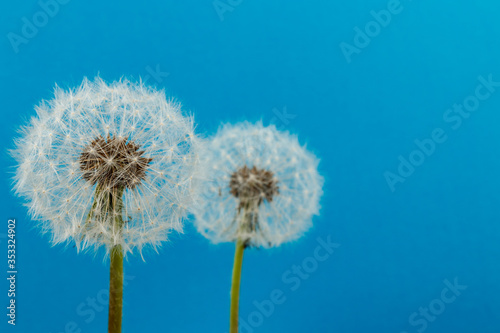 Dandelion flower heads. Macro photo.