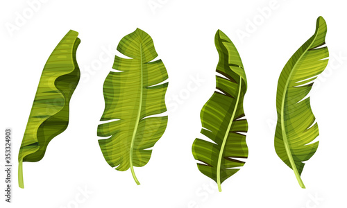 Large Flexible and Waterproof Banana Leaves with Cross Veins Vector Set