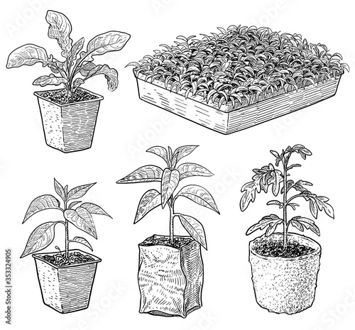 Seedlings illustration, drawing, engraving, ink, line art, vector