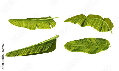 Large Flexible and Waterproof Banana Leaves with Cross Veins Vector Set