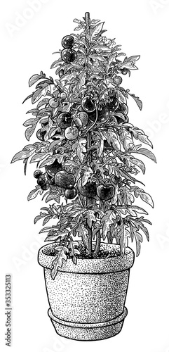 Tomato plant in pot illustration, drawing, engraving, ink, line art, vector