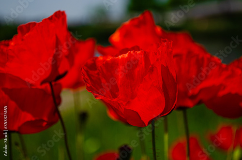 Close up of a red flower in the wind.