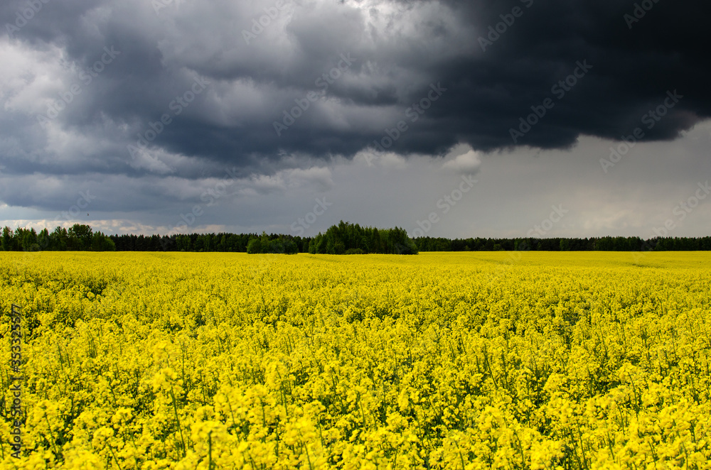 Storm clouds with the rain. Dark clouds over a field of rapeseed