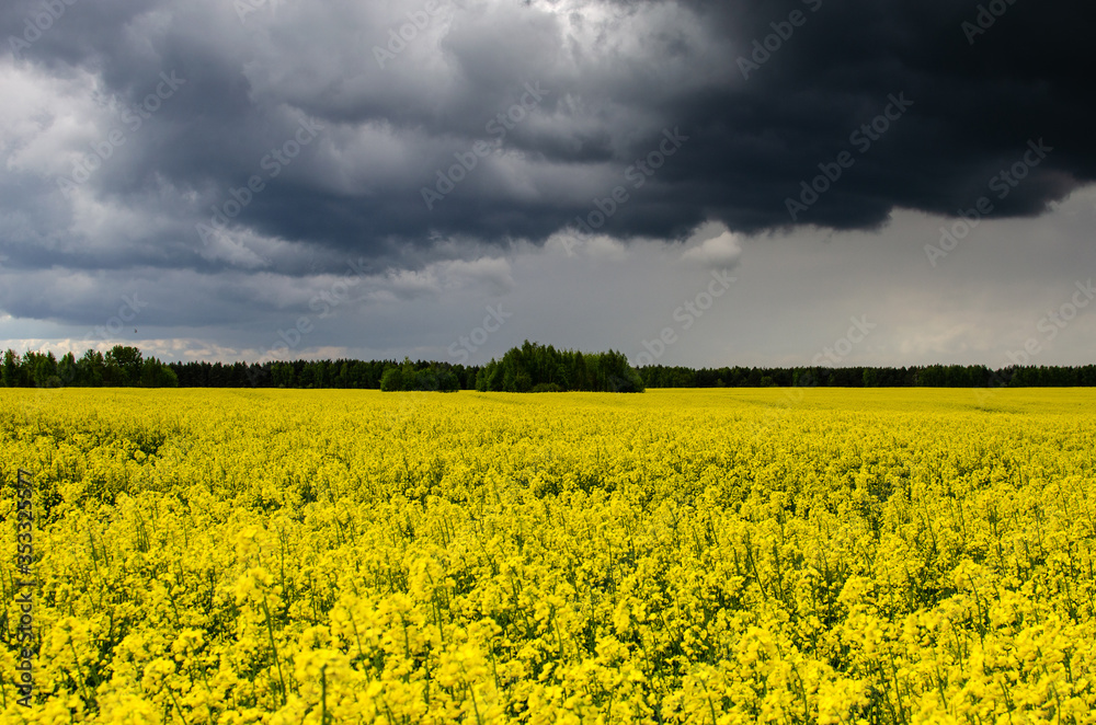 Obraz premium Storm clouds with the rain. Dark clouds over a field of rapeseed