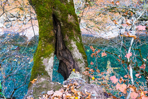 Fototapeta Naklejka Na Ścianę i Meble -  Autumn forest. Clean mountain river in the autumn forest.