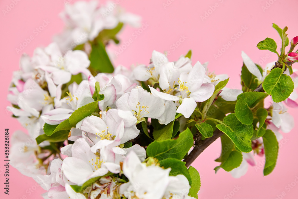 Spring flowers, apple tree branch with pink and white flowers and green leaves on pink background. Spring blossom