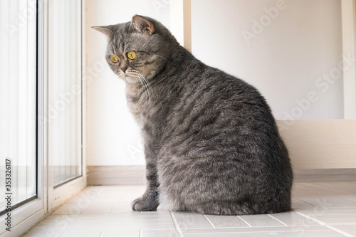 Fototapeta Naklejka Na Ścianę i Meble -  Grey Scottish straight-eared cat looks out the window, a domestic thoroughbred cat