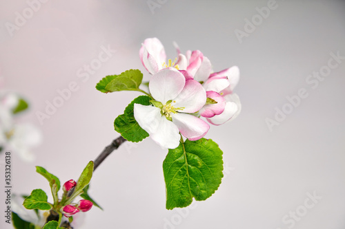 Spring flowers, apple tree branch with pink and white flowers and green leaves on grey background. Spring blossom