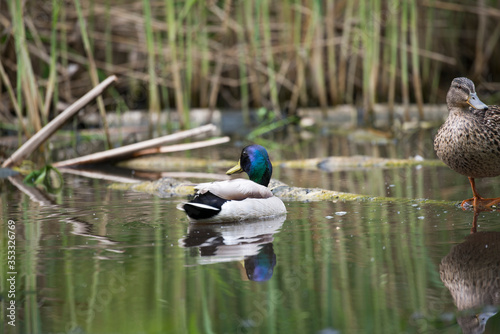 Pair of beautiful wild ducks on a log in a city park