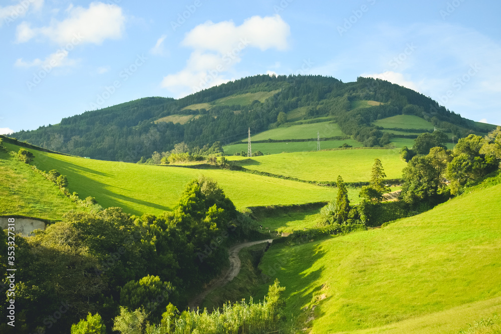 Obraz premium Leaf tea plantations on Azorean island Sao Miguel, harvest time.