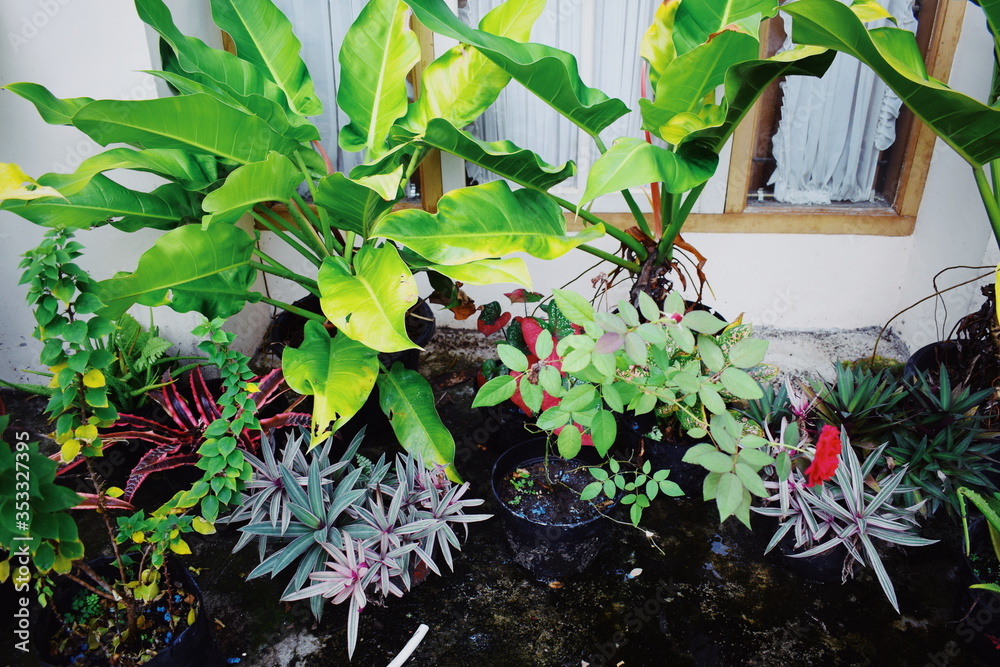 Garden in front of the house with exotic native Indonesian plants.