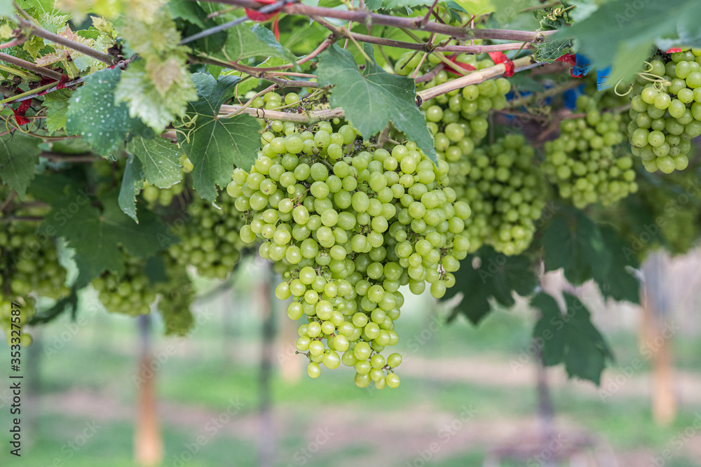 Close up young green grape in champagne vineyards, Bunches of ripe grapes before harvest.