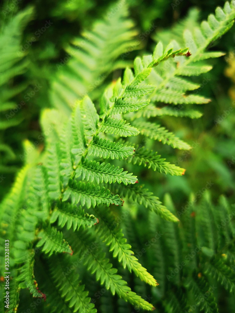 green fern leaves close up, Irish flora nature image green fern leaves close up, Irish flora nature image
