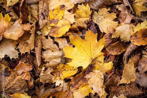 Close focus on brown maple leaves on ground in autumn.
