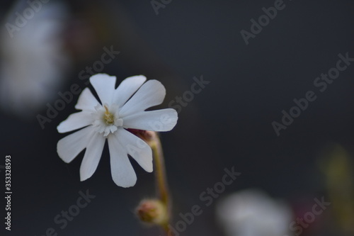 Blühende Weiße Lichtnelke (Silene latifolia) photo