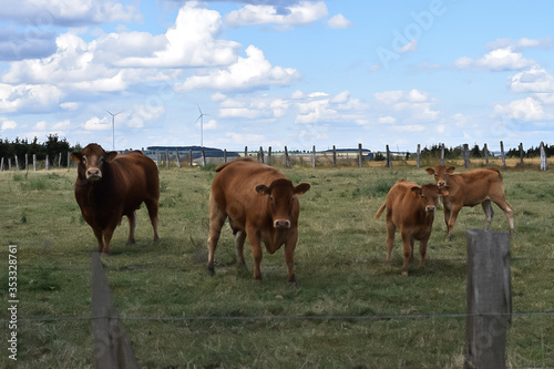 Free range Icelandic horses in the fields. Dry yellow Autumn grass