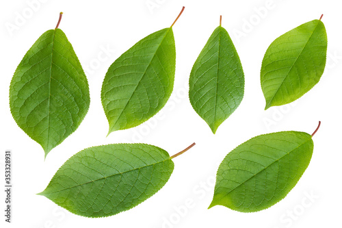 Bird cherry leaves isolated on white background.