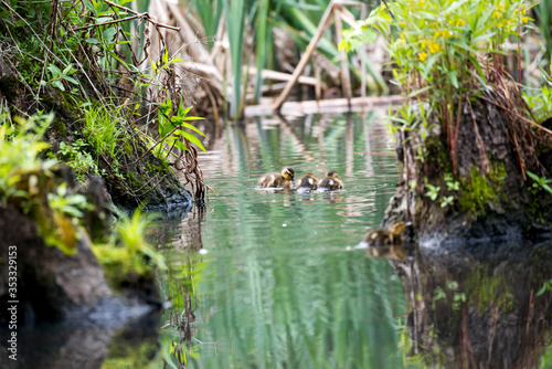 Wild ducklings in the pond of a city park