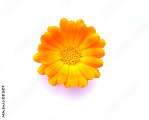 Beautiful orange calendula flower isolated on a white background close-up.