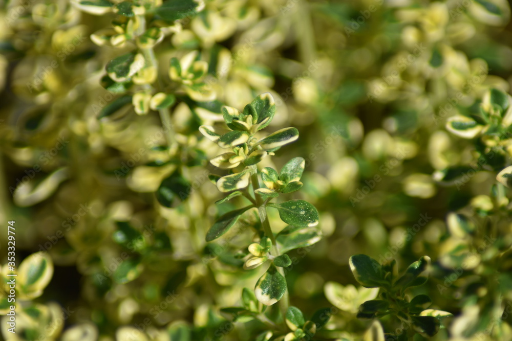 Zitronen-Thymian (Thymus citriodorus) Zitronen-Thymian (Thymus citriodorus)