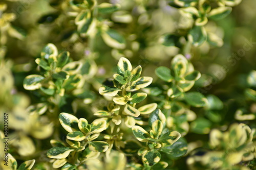 Zitronen-Thymian (Thymus citriodorus)