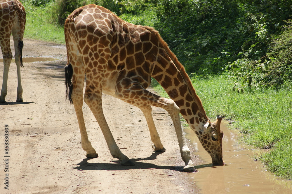 Fotografie giraffe