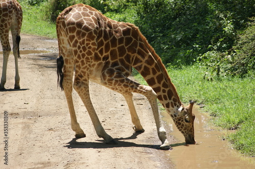 Photography giraffe