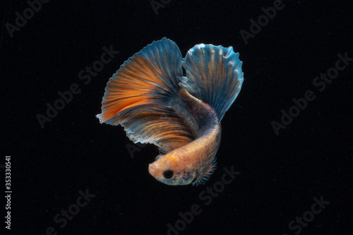 bettafish photo