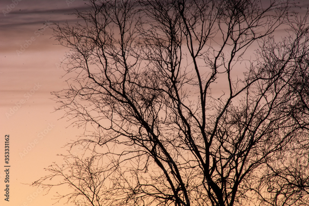 Baum im Herbst-Abend-Rot Baum im Herbst-Abend-Rot