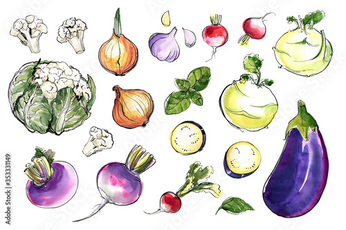 Color sketch watercolor vegetables. Food drawing. Eggplant, cauliflower, kohlrabi, onion, turnip, radish, garlic, basil